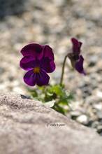 20110401_025.jpg