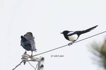 20110409_005.jpg