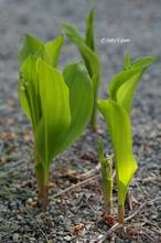 20110412_036.jpg
