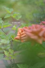 20110510_060.jpg