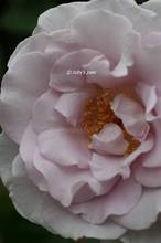 20110510_066.jpg