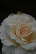 20110510_070.jpg
