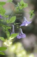 20110519_035.jpg