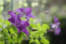 20110520_003.jpg