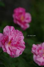 20110520_025.jpg