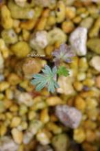 20110520_059.jpg