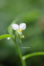 20110617_004.jpg