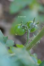 20110625_004.jpg
