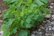 20110625_008.jpg