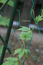 20110625_009.jpg