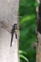 20110716_054.jpg