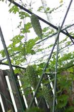 20110811_008.jpg
