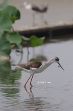 20110910_100.jpg