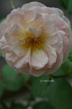 20110918_002.jpg