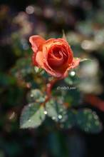 20111031_016.jpg