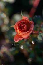 20111031_017.jpg