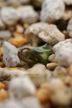 20120125_021.jpg