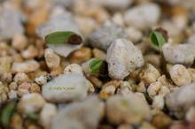 20120203_017.jpg