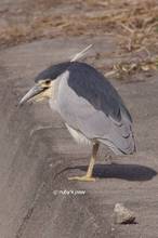 20120204_071.jpg
