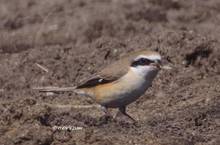 20120220_049.jpg