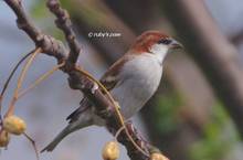 20120303_275.jpg