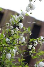 20120409_026.jpg