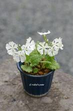 20120419_018.jpg