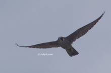 20120421_053.jpg