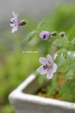 20120508_022.jpg