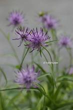 20120513_006.jpg
