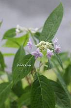 20120514_011.jpg