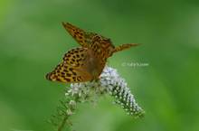 20120708_156.jpg