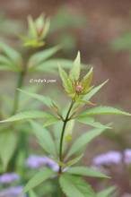 20120920_048.jpg
