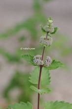 20120920_052.jpg