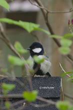 20130405_174.jpg