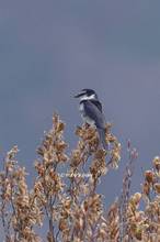 20130414_056.jpg