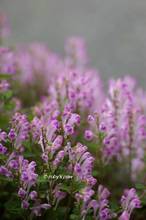 20130420_037.jpg