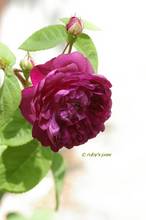 20130426_007.jpg