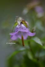 20130601_037.jpg