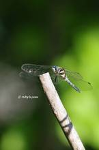 20130611_075.jpg