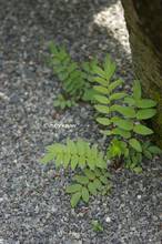 20130614_037.jpg