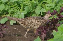 20130615_185.jpg