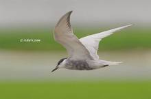 20130619_083.jpg
