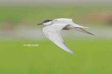 20130619_100.jpg