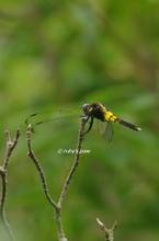 20130620_003.jpg