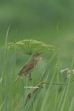 20130706_074.jpg
