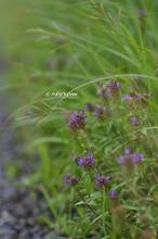 20130706_113.jpg