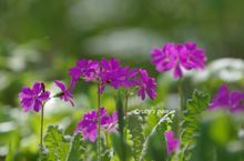 20140426_8909.jpg