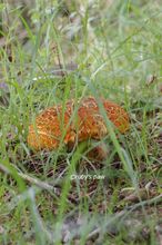 20140721_7541.jpg