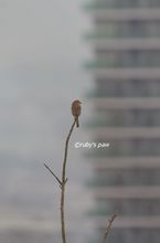 20140923_9452.jpg